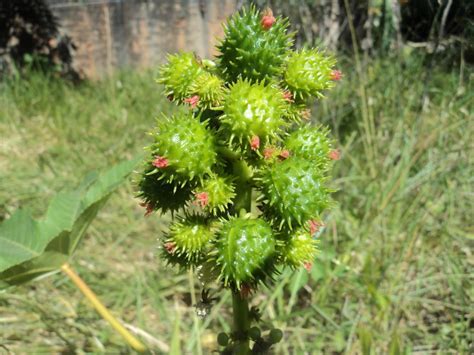 Gambar : pohon, mekar, menanam, batang, daun bunga, berkembang, Bunga, lingkungan Hidup, herba ...