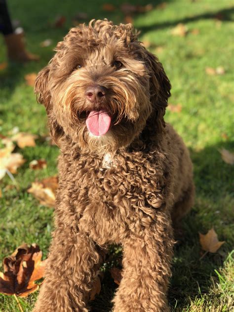 Laverne Louie pup Flynn Grothe - Pacific Rim Labradoodles