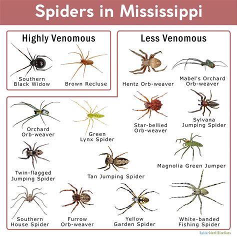 Four Types of Venomous Spiders in Mississippi – Nature Blog Network