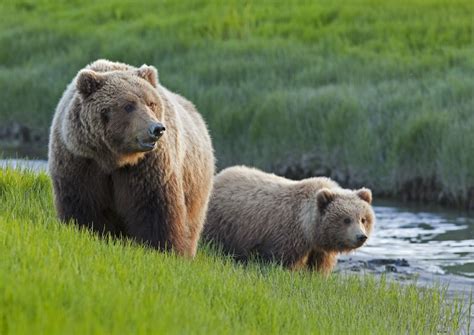 What do Grizzly Bears Eat? Discover Their Diet (with Photos) - WildlifeTrip