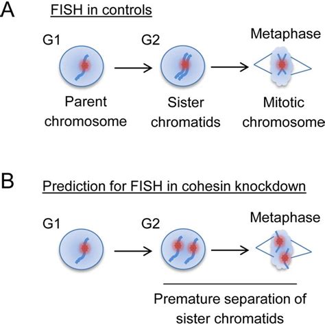 Interphase cohesion between sister chromatids following cohesin... | Download Scientific Diagram