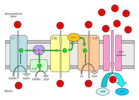 Fadh2 Electron Transport Chain