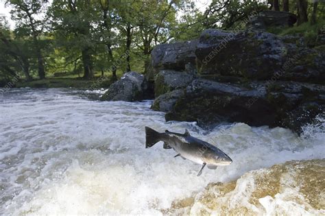 Atlantic Salmon jumping a waterfall - Stock Image - C042/8154 - Science Photo Library