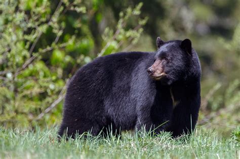 DIY Black Bear Hunting - Adventure Outfitters Alaska