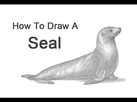 How To Draw A Easy Sea Lion