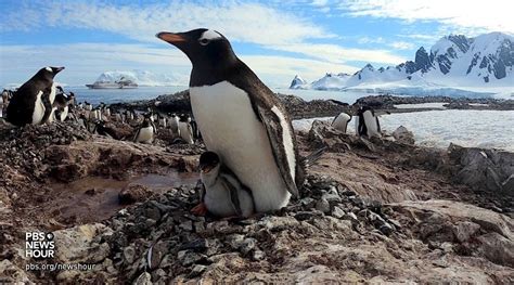 360 video: Join a penguin colony in Antarctica | PBS NewsHour