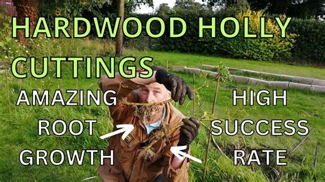 Hardwood Holly Cuttings. Holly Hedge Propagation. Amazing Root Growth - YouTube