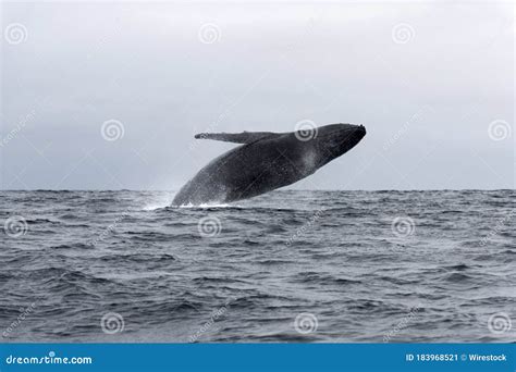 Blue Whale Jumping stock image. Image of animal, wildlife - 183968521