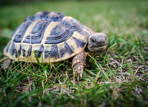 Tortoise Greek Reptile - Free photo on Pixabay