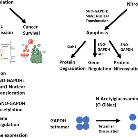 SNO-GAPDH regulation of heme biosynthesis and iNOS activity | Download ...