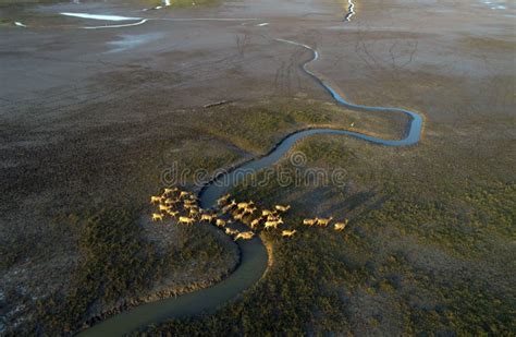 Dafeng Elk National Nature Reserve, Yancheng City, Jiangsu Province ...