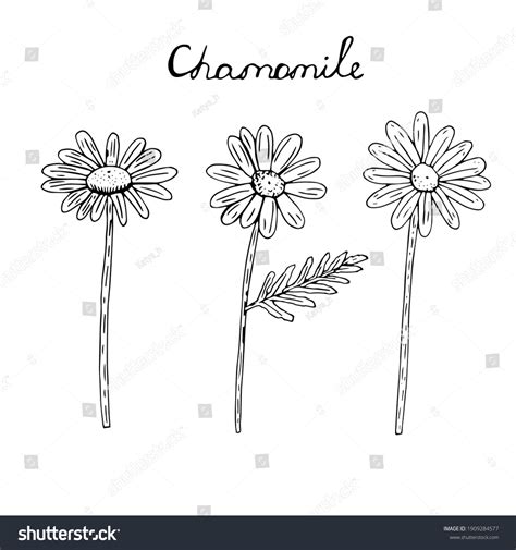 Daisies Set Vector Illustration Hand Drawing Stock Vector (Royalty Free ...