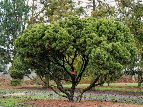 Pinus mugo mughus | Pinus mugo mughus - Van den Berk Nurseries