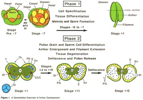 Figure 4 from Anther development: basic principles and practical ...