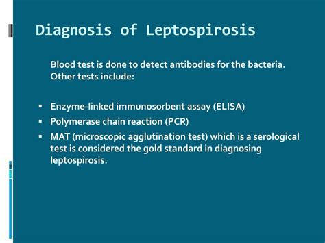 PPT - Leptospirosis : Causes, Symptoms, Daignosis, Prevention and Treatment PowerPoint ...