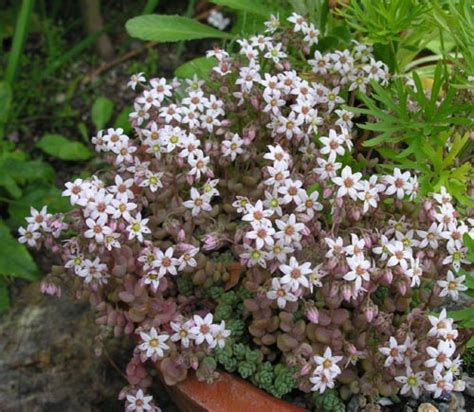 Sedum album | North American Rock Garden Society