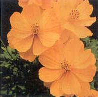 Cosmos Ladybird Gold 30 seeds