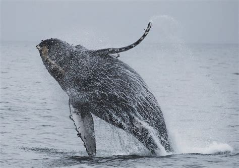 Whale Jumping Above Sea Water · Free Stock Photo