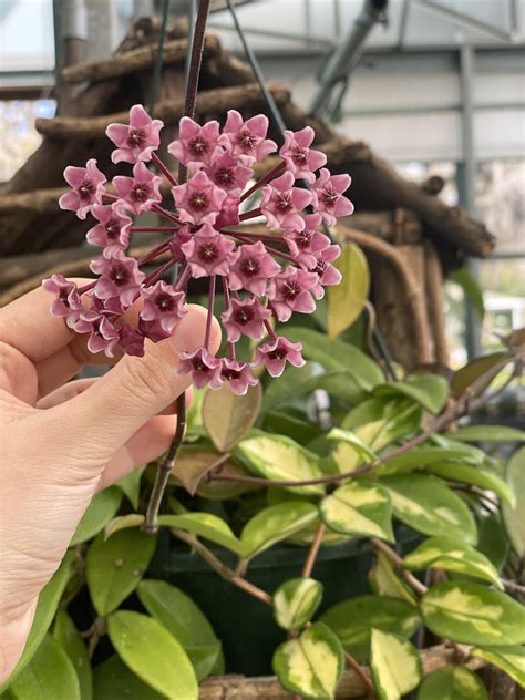 First time seeing a Hoya bloom, it was gorgeous! : r/houseplants