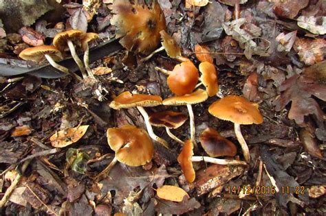 Psilocybe Azurescens - The Psychedelic Experience - Shroomery Message Board