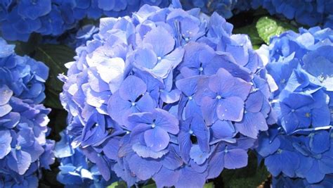 Tổng hợp ảnh hoa Cẩm Tú Cầu cực đẹp | Garden, Hydrangea, Plants