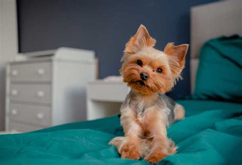 How To Do a Teddy Bear Cut on A Yorkie - PatchPuppy.com