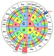 Codon Usage Definition & Tools - Biologicscorp