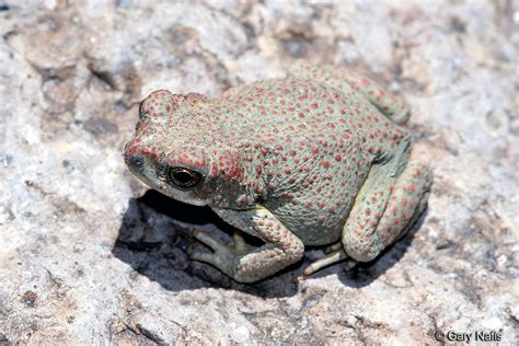 Red-spotted Toad - Anaxyrus punctatus