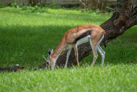 Cheetah eating gazelle stock photo. Image of killing - 48755124