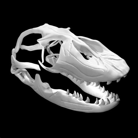 Rigged Komodo Dragon Skull Model - TurboSquid 1887425