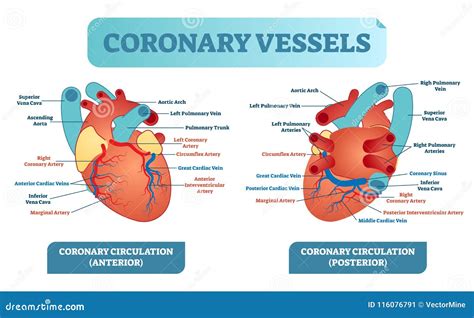 [DIAGRAM] Human Blood Vessel Diagram - MYDIAGRAM.ONLINE