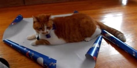 How To Gift Wrap Your Cat This Christmas | HuffPost UK