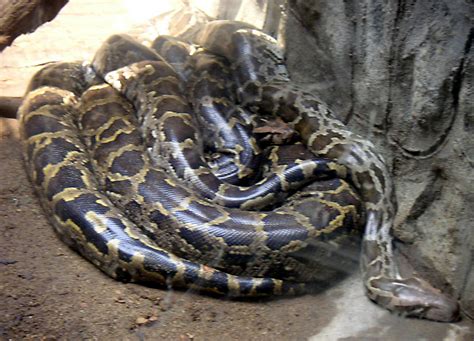 File:Python molurus.jpg - Wikipedia