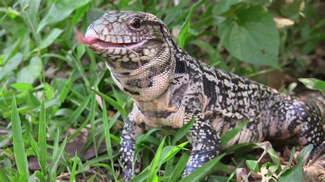 a small lizard sitting in the grass with its mouth open and tongue out, smiling