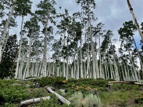 Pando, The Trembling Giant: Aspen Grove | Travel And Tell