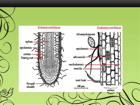 Ectomycorrhizal fungi