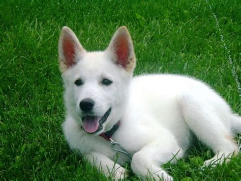 White Husky Mix Breeds - PetVet