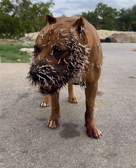 Jesse James Shares Brutal Aftermath Of His Dog After A Porcupine Attack