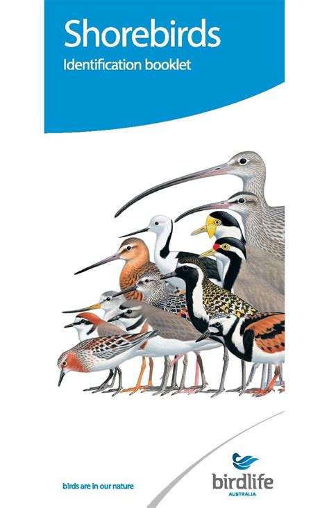 Shorebirds Identification Booklet (Birdlife Australia) — Gillamii Centre