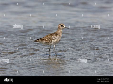 American Golden Plover (Pluvialis dominica) adult, non-breeding plumage, standing in pampas ...