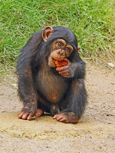 1,536 Baby Chimp Photos - Free & Royalty-Free Stock Photos from Dreamstime