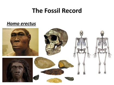 PPT - Human Evolution PowerPoint Presentation, free download - ID:6580873