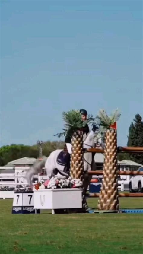 Show Jumping | Horse equestrian, Beautiful horses, Show jumping