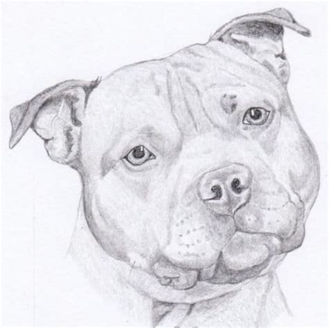 Pencil Drawing Of Staffordshire Bull Terrier