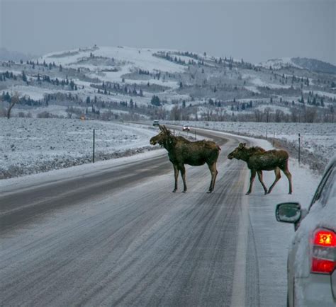 Study: Car vs. moose collisions more likely to be fatal than other wildlife crashes – Visit ...