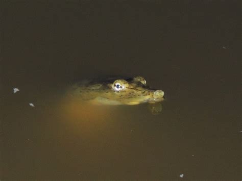 Found this in a North Texas lake. What is it? : r/herpetology