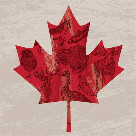 550+ Canadian Flag Wooden Leaf Stock Photos, Pictures & Royalty-Free Images - iStock