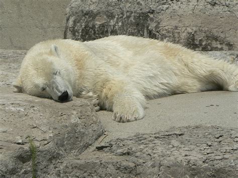 Polar Bear Napping - Free photo on Pixabay - Pixabay