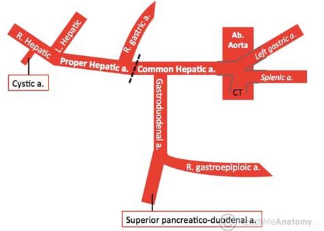 The Coeliac Trunk - Branches - Anastomoses - TeachMeAnatomy