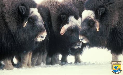 Muskox on Nunivak Island, Alaska | (Photo: USFWS) | U.S. Fish and ...